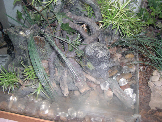 Pond area