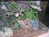 Cork trunk