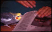Papageno Plays With The Paper