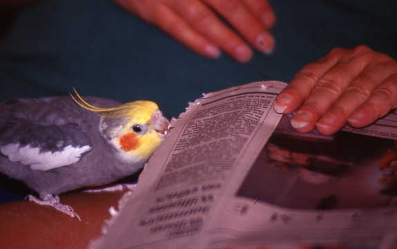 Papageno Plays With The Paper