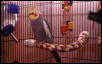 Papageno In His House