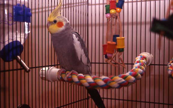 Papageno In His House