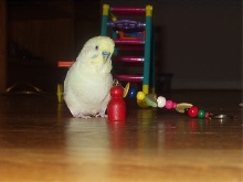 Piaf And A Fovorite Toy