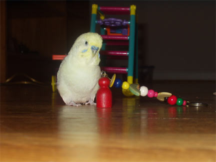 Piaf And A Fovorite Toy