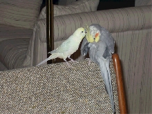 Two Buds