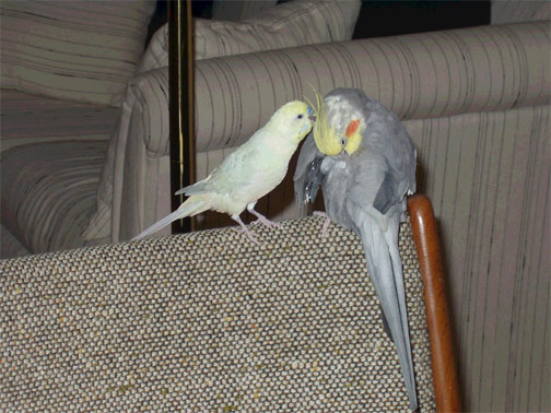 Two Buds