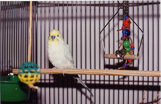 PIAF