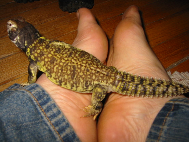 Moe the Mali and My Feet