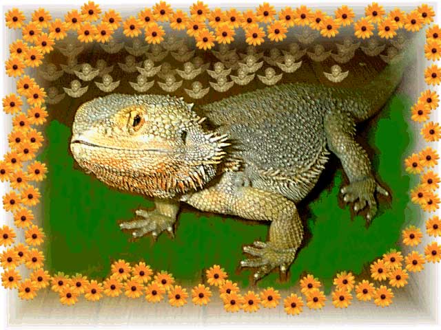 Sammy "The Dragon"