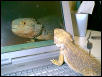 Sammy admiring his handsome self