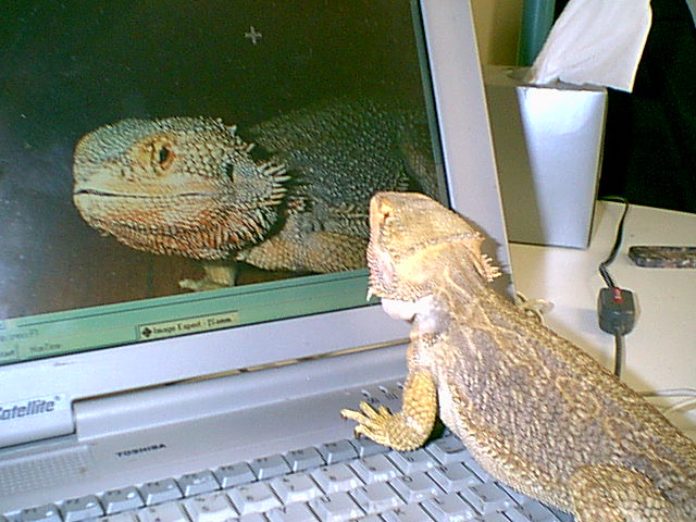 Sammy admiring his handsome self