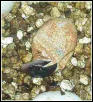 Hatchling knob-tail