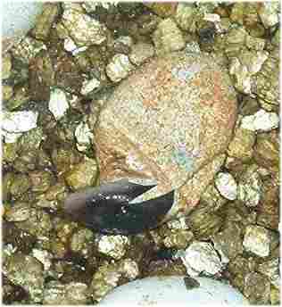 Hatchling knob-tail