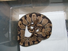 ovulation