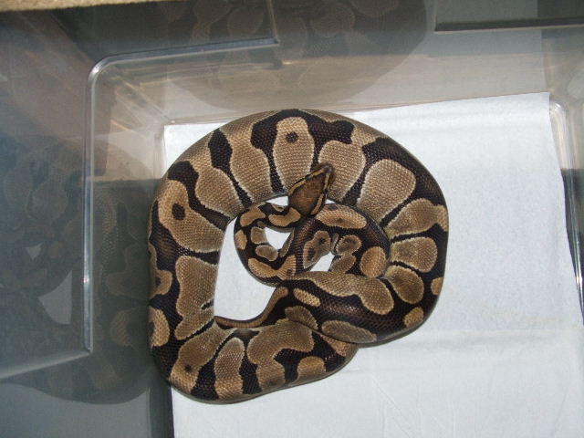 ovulation