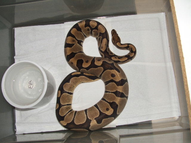 ovulation