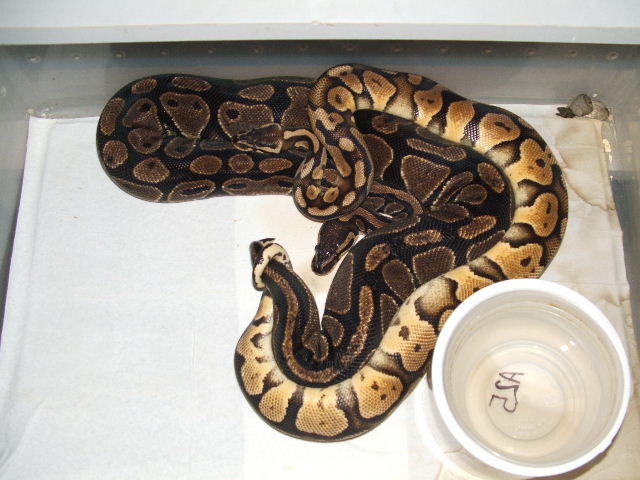 Pastel 7 A25