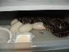 laying eggs