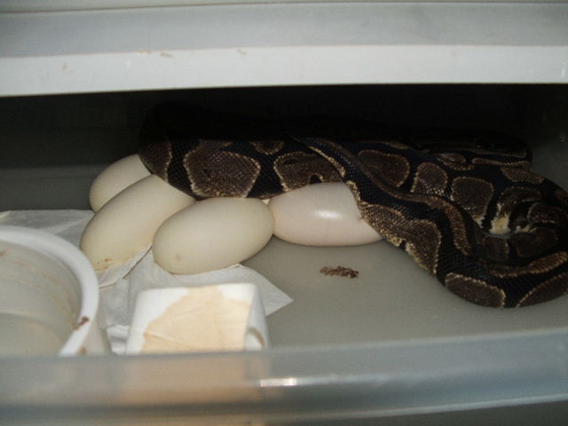 laying eggs