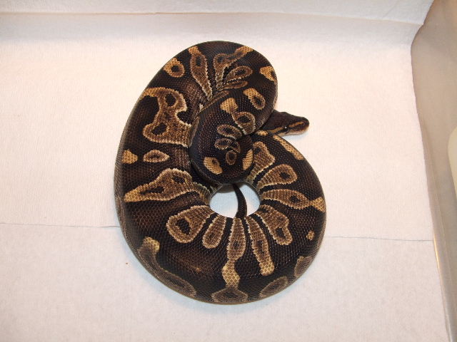 A  Chocolate