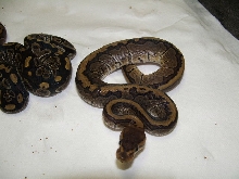Chocolate Pinstripe