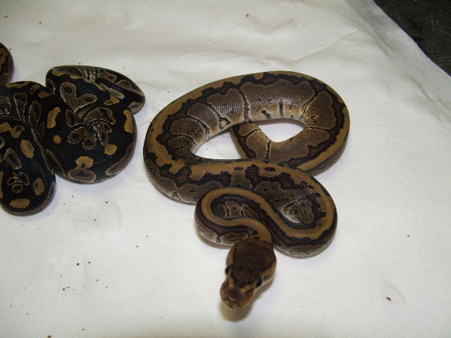 Chocolate Pinstripe