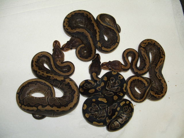 Choco & Choco Pins