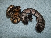 RMJ AXANTHIC