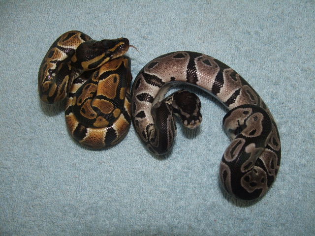 RMJ AXANTHIC