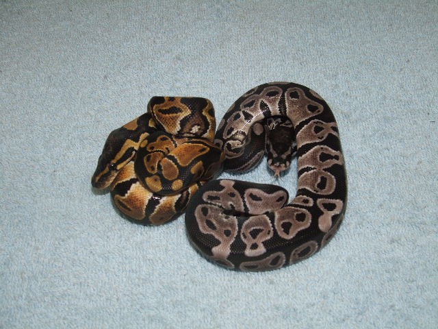 RMJ AXANTHIC 2