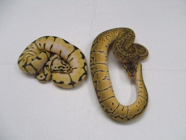 RMJ BUMBLE & BLAST