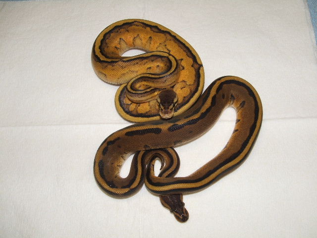 RMJ PASTEL GS