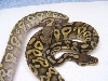 RMJ  HYPO MOJO /PASTAVE HEADS
