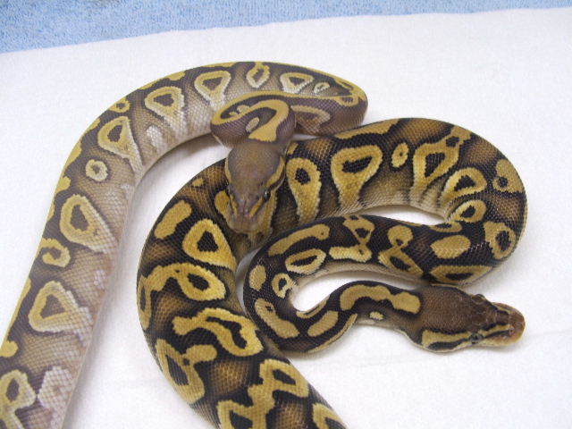 RMJ  HYPO MOJO /PASTAVE HEADS