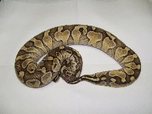 Enchi Lesser ?
