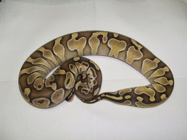Enchi Lesser ?