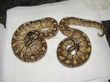 Enchi  Lessers?