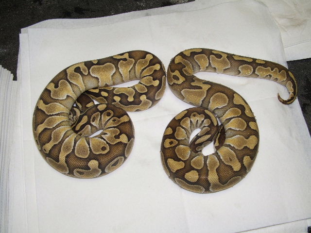 Enchi  Lessers?