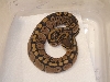 Bell Hypo