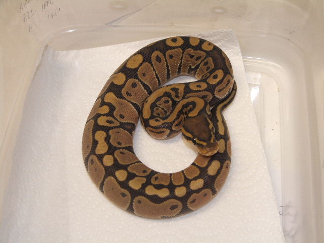 Bell Hypo