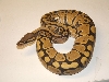 Hypo