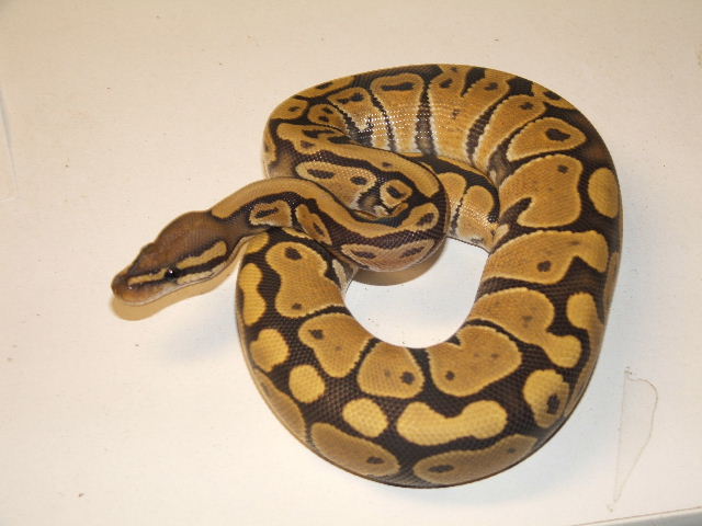 Hypo