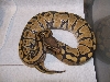 Hypo 2