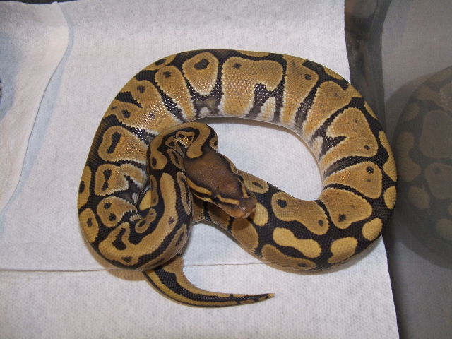 Hypo 2