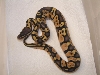 male pastel