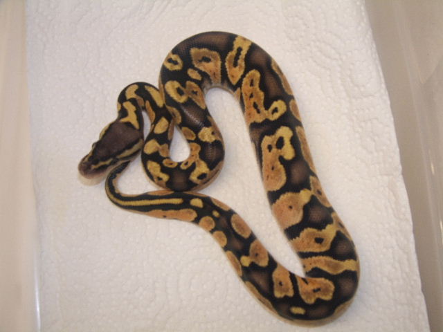 male pastel
