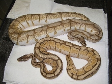 Lesser Bees