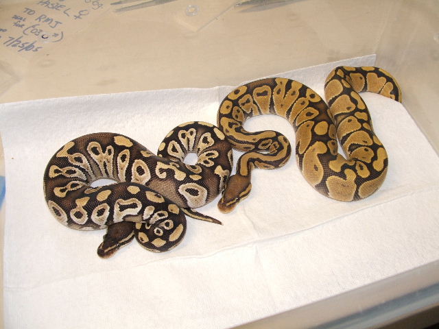 Mojave