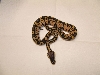 Pastel Male
