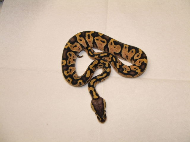 Pastel Male